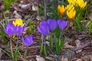 Baharın başlarında mor ve sarı renkli kır çiçekleri