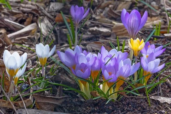 Violet Yellow Colourful Crocus Flowers Early Spring — Stock Photo, Image