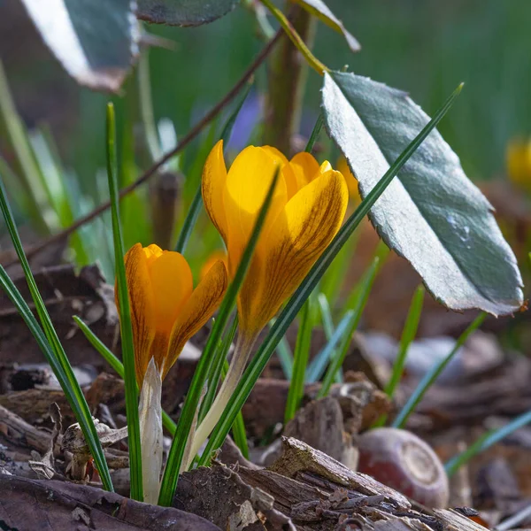 Fényes Sárga Crocus Virág Őszi Napsütésben — Stock Fotó