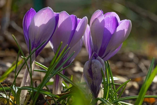 Flores Cocodrilo Violeta Principios Primavera — Foto de Stock