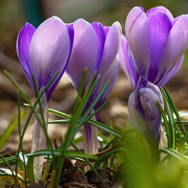 Flores Croco Violeta Início Primavera — Fotografia de Stock