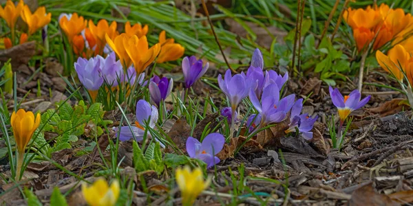 Фіолетові Жовті Барвисті Квіти Кроку Початку Весни — стокове фото