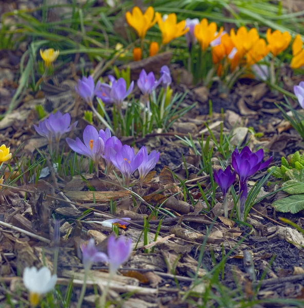 Veilchen Und Gelbe Bunte Krokusblüten Zeitigen Frühling — Stockfoto