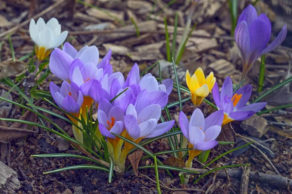 Ibolya Sárga Színű Horvát Virágok Kora Tavasszal — Stock Fotó