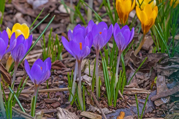 初春的紫罗兰和黄色的番红花 — 图库照片