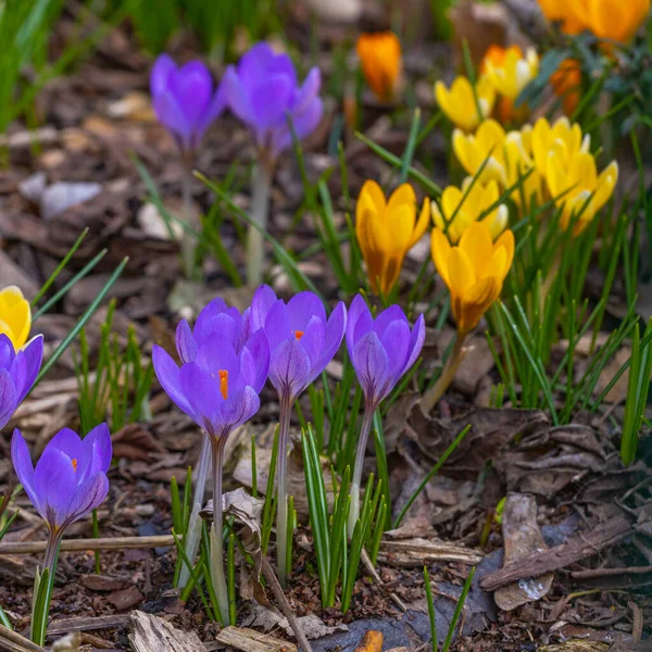 Фіолетові Жовті Барвисті Квіти Кроку Початку Весни — стокове фото
