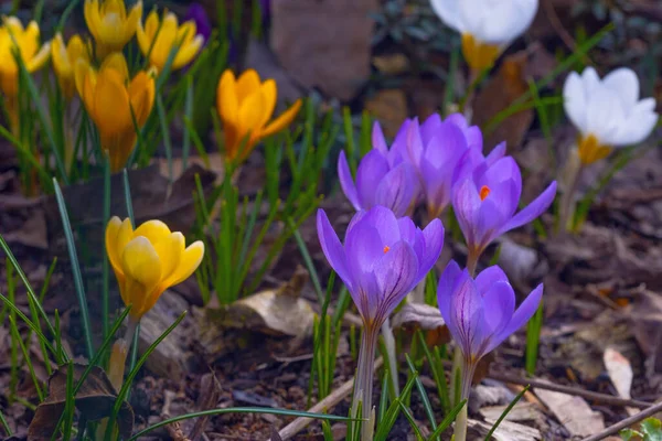 Violetta Och Gula Färgglada Krokusblommor Tidigt Våren — Stockfoto