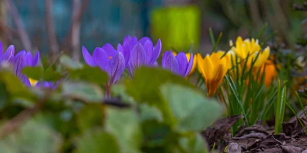 Fioletowe Żółte Kolorowe Kwiaty Krokusa Wczesną Wiosną — Zdjęcie stockowe