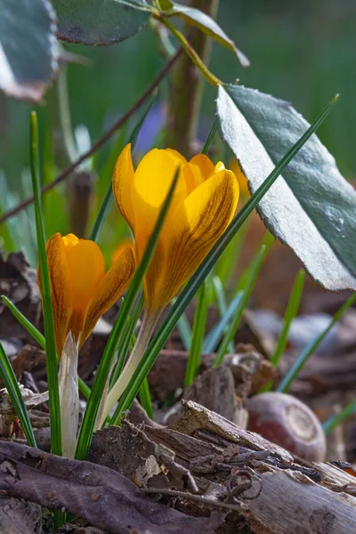 Fényes Sárga Crocus Virág Őszi Napsütésben — Stock Fotó