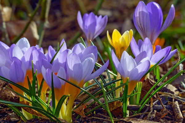 Violetta Och Gula Färgglada Krokusblommor Tidigt Våren — Stockfoto