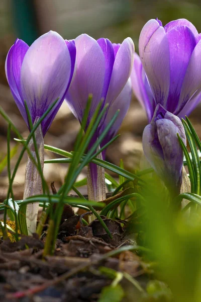 Fioletowe Kwiaty Krokusa Wczesną Wiosną — Zdjęcie stockowe