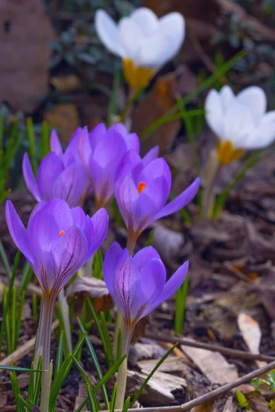 Violet Crocus Virágok Kora Tavasszal — Stock Fotó