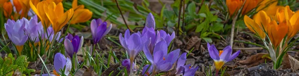 Violet Geel Kleurrijke Krokus Bloemen Het Vroege Voorjaar — Stockfoto