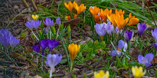 Fiori Croco Colore Viola Giallo All Inizio Della Primavera — Foto Stock