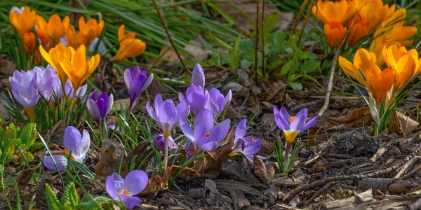 初春的紫罗兰和黄色的番红花 — 图库照片