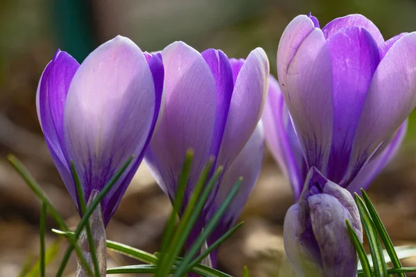 Violetta Krokusblommor Tidigt Våren — Stockfoto