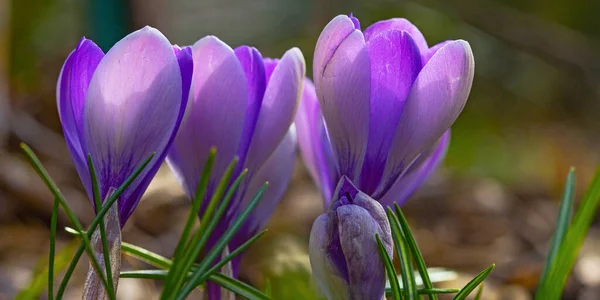 Violetta Krokusblommor Tidigt Våren — Stockfoto