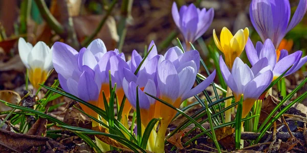早春に紫や黄色のカラフルな群生花を咲かせます — ストック写真