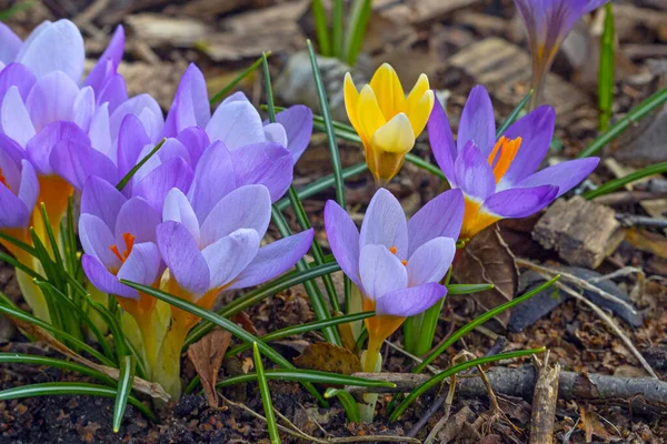 Ibolya Sárga Színű Horvát Virágok Kora Tavasszal — Stock Fotó