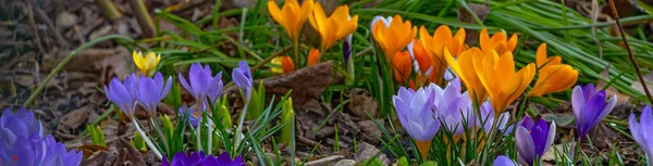 Фиолетовые Желтые Цветки Крокуса Ранней Весной — стоковое фото