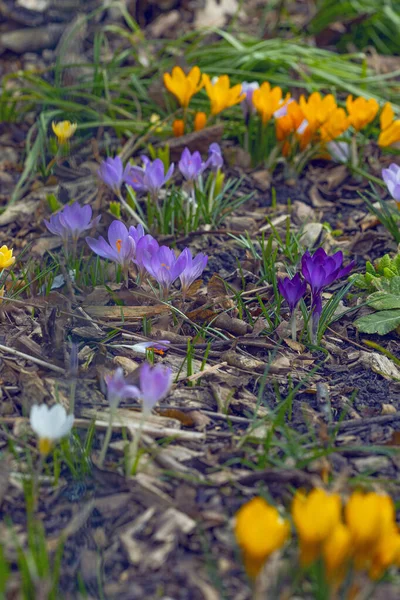 Flores Croco Coloridas Violetas Amarelas Início Primavera — Fotografia de Stock