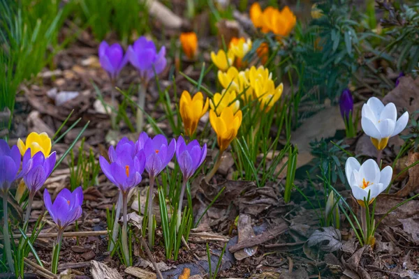 Baharın Başlarında Mor Sarı Renkli Kır Çiçekleri — Stok fotoğraf