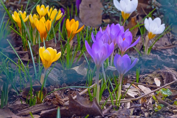 Fioletowe Żółte Kolorowe Kwiaty Krokusa Wczesną Wiosną — Zdjęcie stockowe