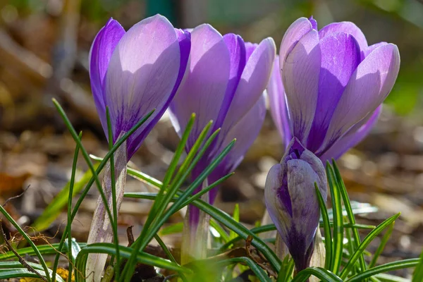 Fleurs Crocus Violet Début Printemps — Photo