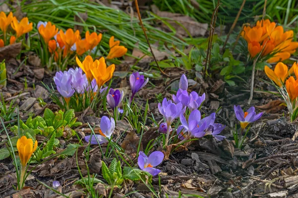 Fleurs Crocus Violettes Jaunes Début Printemps — Photo
