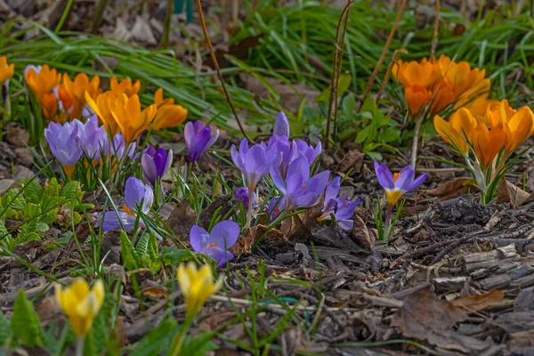Violet Yellow Colourful Crocus Flowers Early Spring — Stock Photo, Image