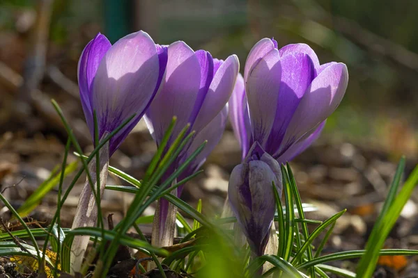 早春に紫水晶花を咲かせます — ストック写真