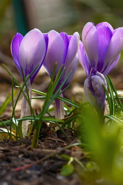 Fioletowe Kwiaty Krokusa Wczesną Wiosną — Zdjęcie stockowe
