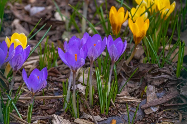 Veilchen Und Gelbe Bunte Krokusblüten Zeitigen Frühling — Stockfoto