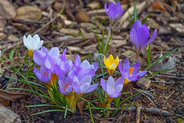 Фиолетовые Желтые Цветки Крокуса Ранней Весной — стоковое фото
