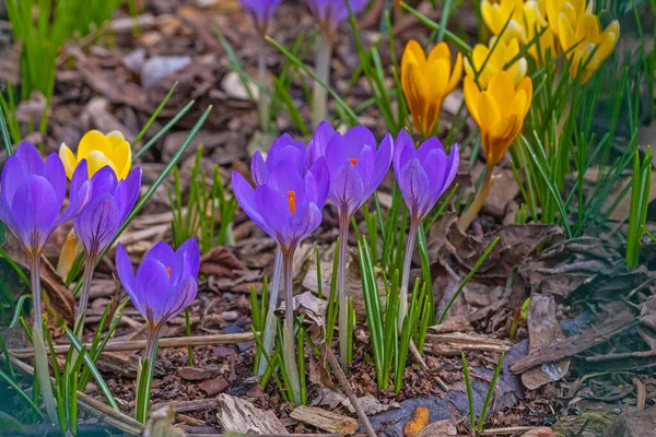 早春に紫や黄色のカラフルな群生花を咲かせます — ストック写真