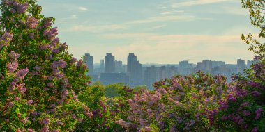 Botanik Gerden, Ukrayna 'dan leylak çiçekli Kyiv Panoraması