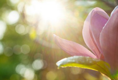 Güzel Magnolia çiçekleri güneş doğduktan hemen sonra güneşli bir sabah olur.