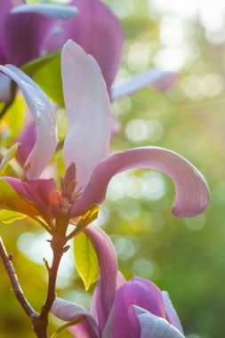 Güzel Magnolia çiçekleri güneş doğduktan hemen sonra güneşli bir sabah olur.