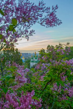 Kyiv 'in ve Hryshko botanik bahçesindeki Vydubychi manastırının gündoğumu manzarası, leylak çiçekleri, Ukaine