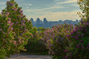 Botanik Gerden, Ukrayna 'dan leylak çiçekli Kyiv Panoraması