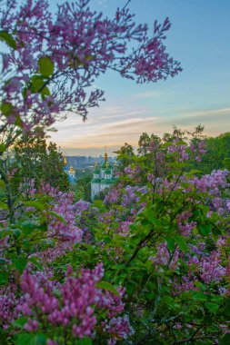 Kyiv 'in ve Hryshko botanik bahçesindeki Vydubychi manastırının gündoğumu manzarası, leylak çiçekleri, Ukaine