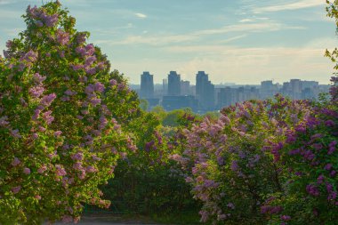 Botanik Gerden, Ukrayna 'dan leylak çiçekli Kyiv Panoraması