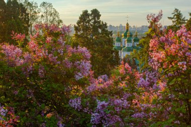 Kyiv 'in ve Hryshko botanik bahçesindeki Vydubychi manastırının gündoğumu manzarası, leylak çiçekleri, Ukaine