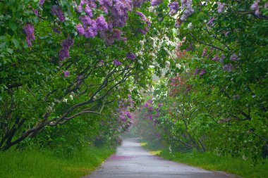 Beautiful Alley with lilac flowers spring blossom in Kyiv Botanical Garden park clipart