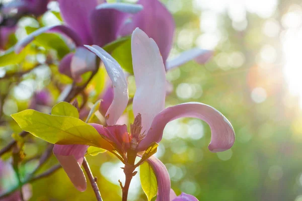 Gyönyörű Virágzó Magnolia Virágok Napos Reggel Után Napfelkelte — Stock Fotó