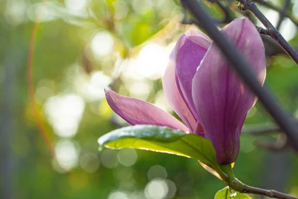 Прекрасне Квітуче Дерево Квітів Магнолії Сонячний Ранок Одразу Після Сходу — стокове фото
