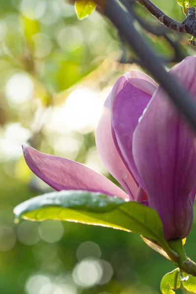 Прекрасне Квітуче Дерево Квітів Магнолії Сонячний Ранок Одразу Після Сходу — стокове фото