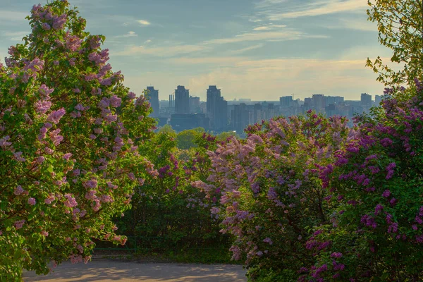 ウクライナの植物園からのライラックの花のキエフのパノラマ — ストック写真