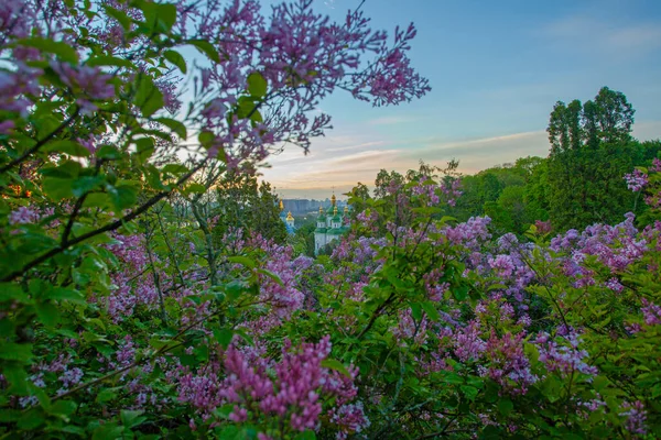 Wschód Słońca Widok Kijów Klasztor Vydubychi Ogrodu Botanicznego Hryszko Liliowych — Zdjęcie stockowe