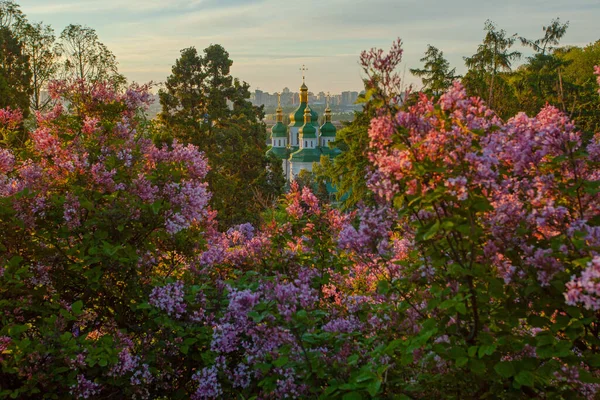 ライラックの花 ウクライナのHryshko植物園からキエフとヴィドゥビチ修道院の日の出ビュー — ストック写真